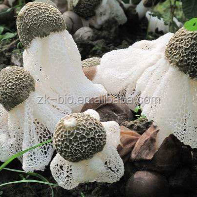 Dried Dictyophora Mushroom