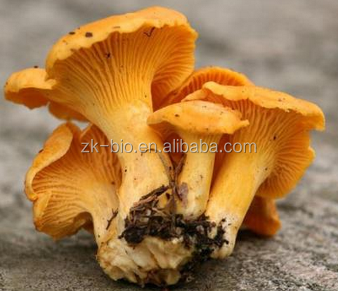 best price Dried chanterelle mushroom