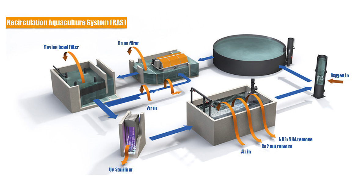 Factory Direct Sale Ras Recirculating Aquaculture Shrimp Farming Equipment