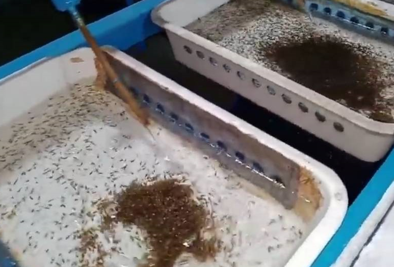 Tilapia and catfish egg incubator incubation machine with jar