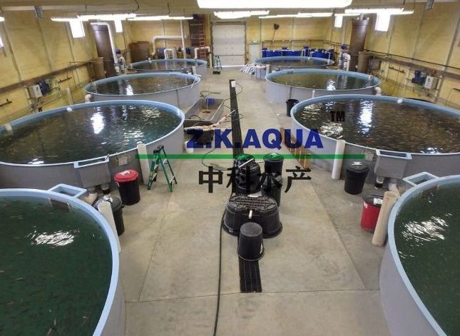 RAS Aquaculture fish farm system indoor shrimp farming equipment