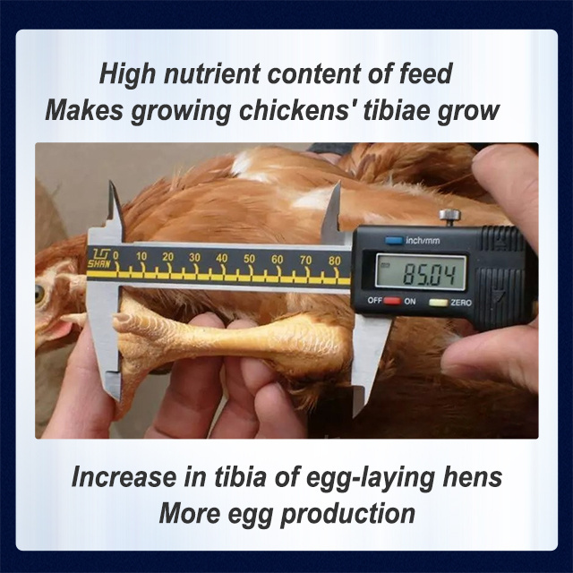 Feed Additive Poultry Layer Feed Chicken Premix Egg Increase Fertility Booster