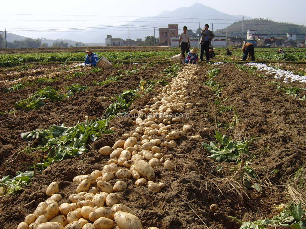 potato harvester carrot small sweet potato digger garlic single row potato harvester