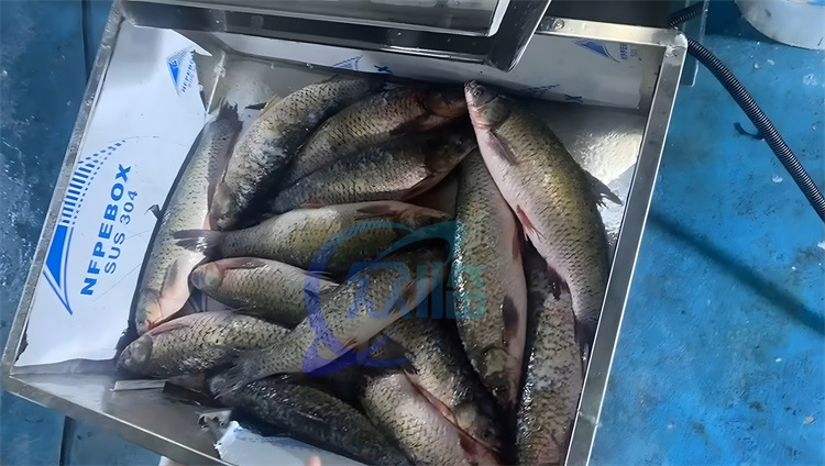 ISO 220V Commercial Fish Scaler Machine , Stainless Steel Fish Gut Remove Machine