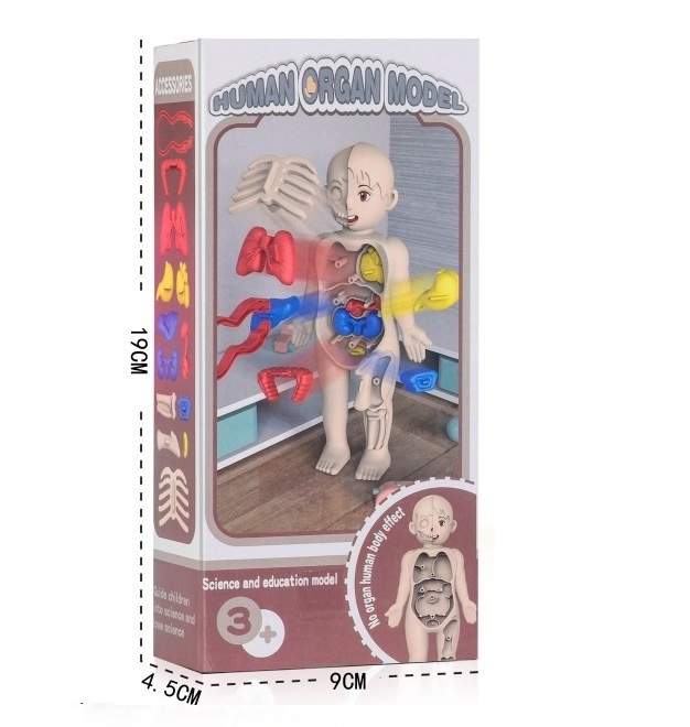 DIY Assembled Medical Human Organ Model Plastic Body Bone Dissecting Human Anatomy Toy