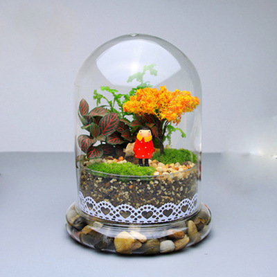 Home Display Glass Dome with Wooden Base for Wedding Mother's Day Party Gift