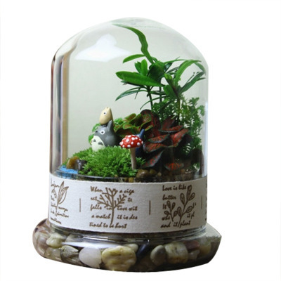 Home Display Glass Dome with Wooden Base for Wedding Mother's Day Party Gift