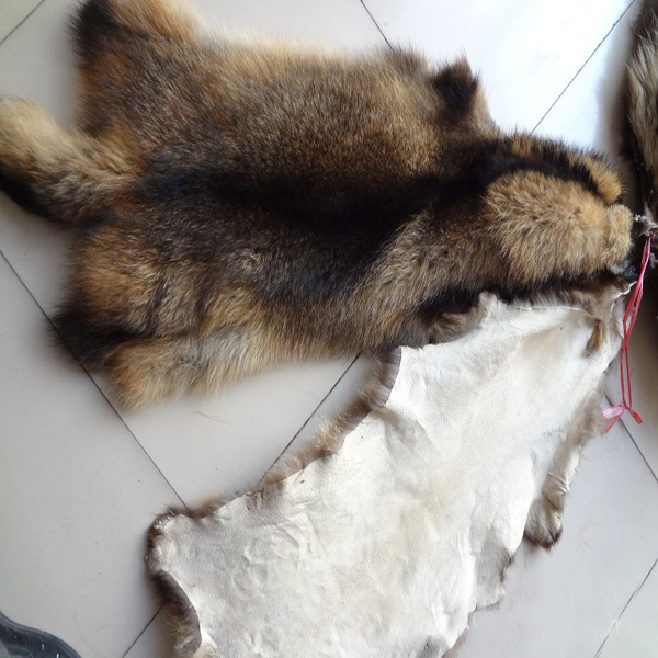 Animal skins real Raccoon dog fur hides high quality raccoon fur skins chinese genuine raccoon