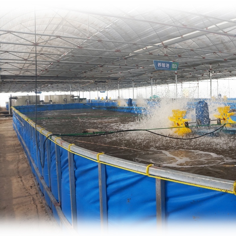 China Indoor Ras Shrimp Farming Equipment And Tilapia Fish Farming Equipment For  Industrial Ras Fish Farming  System