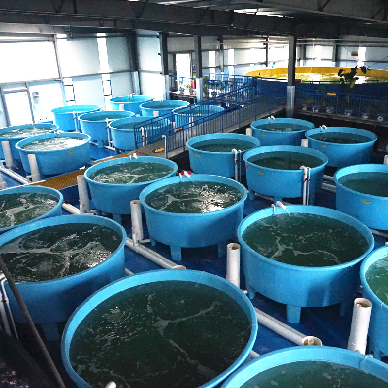 Indoor ras shrimp farming equipment, Aquaculture ras system / recirculating aquaculture system fish farming