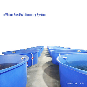 Indoor ras shrimp farming equipment, Aquaculture ras system / recirculating aquaculture system fish farming