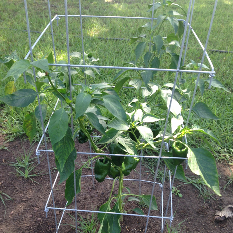 folding square steel tomato cage