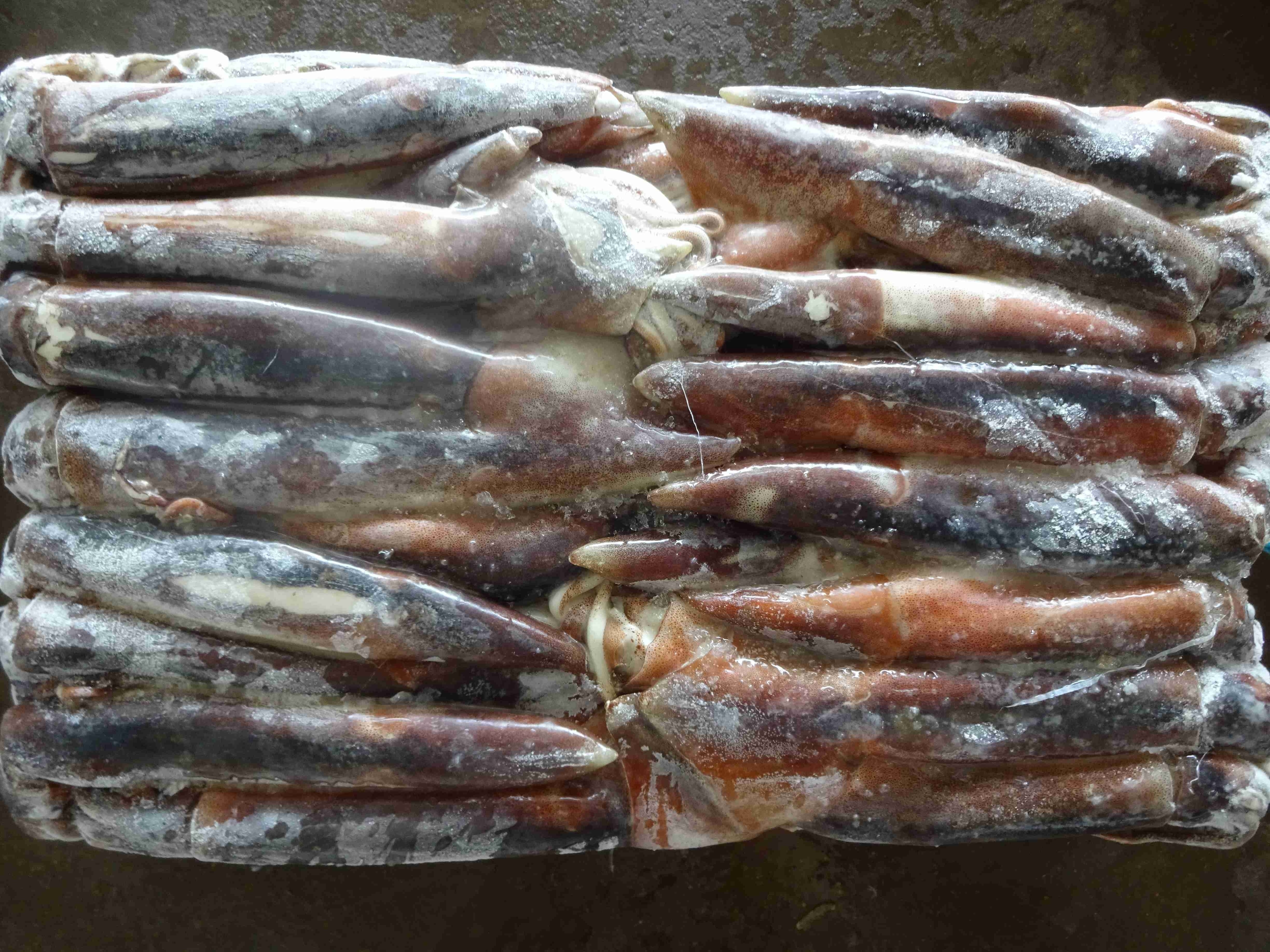 Argentina squid / frozen squid / frozen Illex Squid