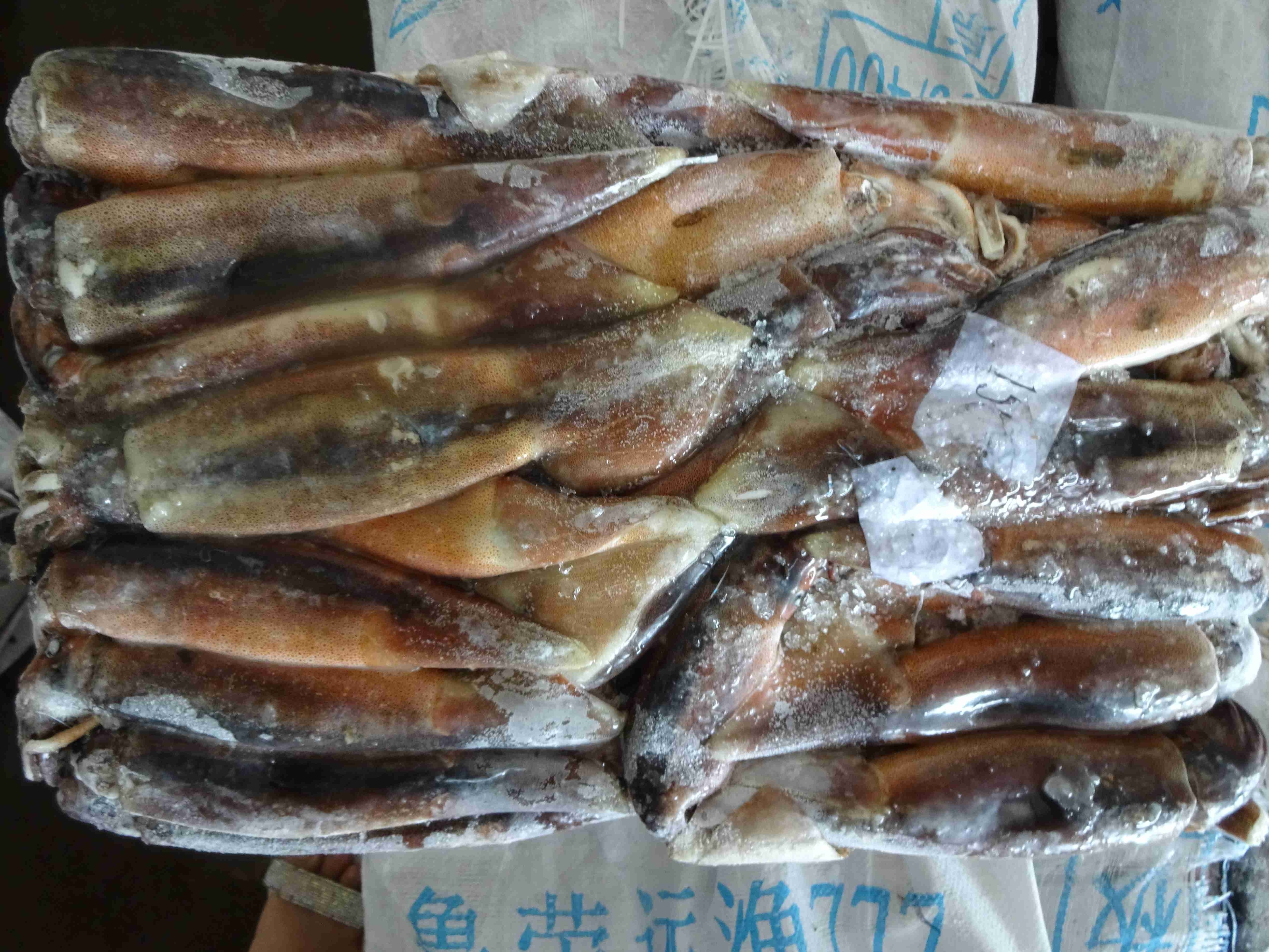 Argentina squid / frozen squid / frozen Illex Squid