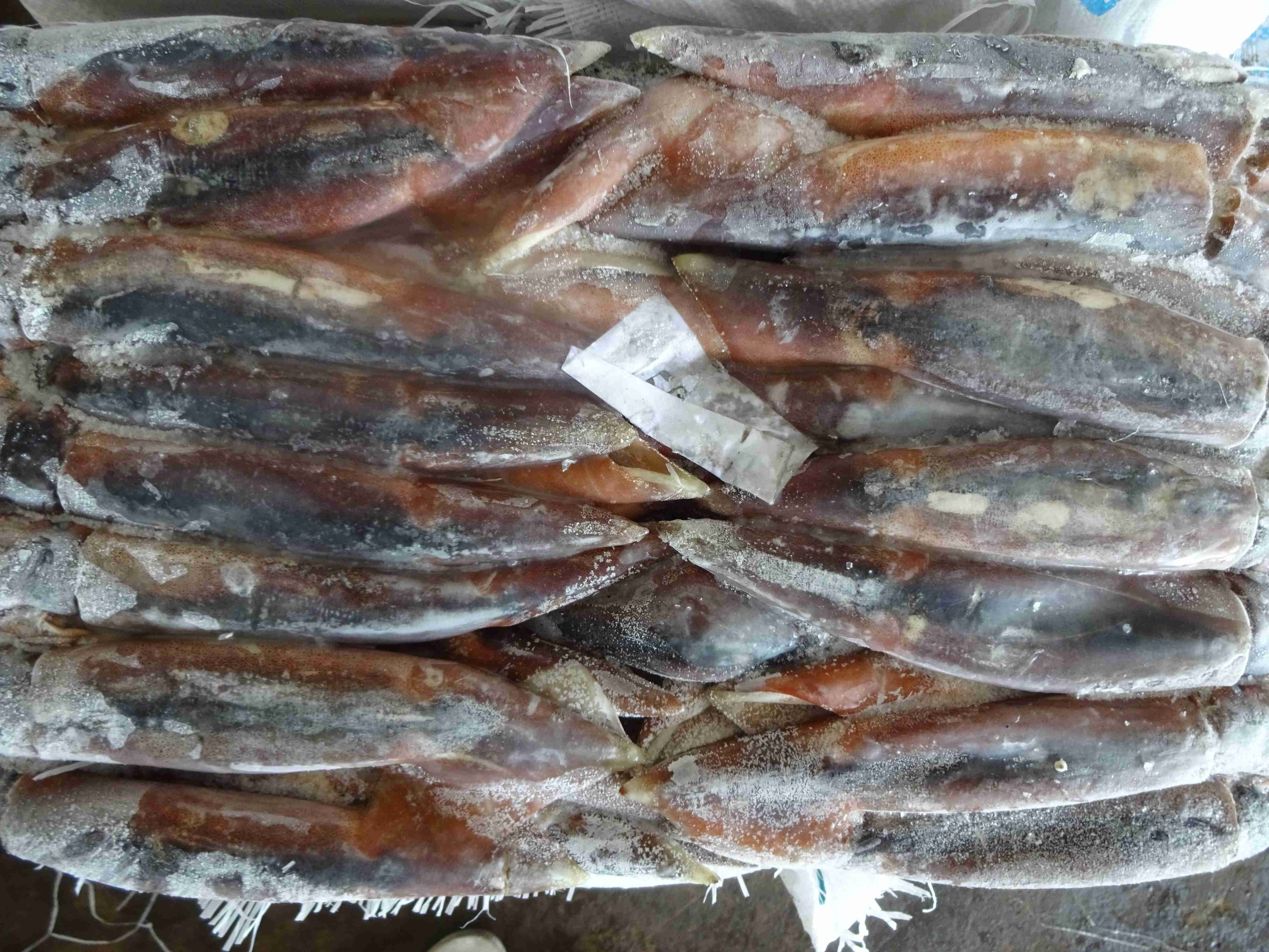 Argentina squid / frozen squid / frozen Illex Squid