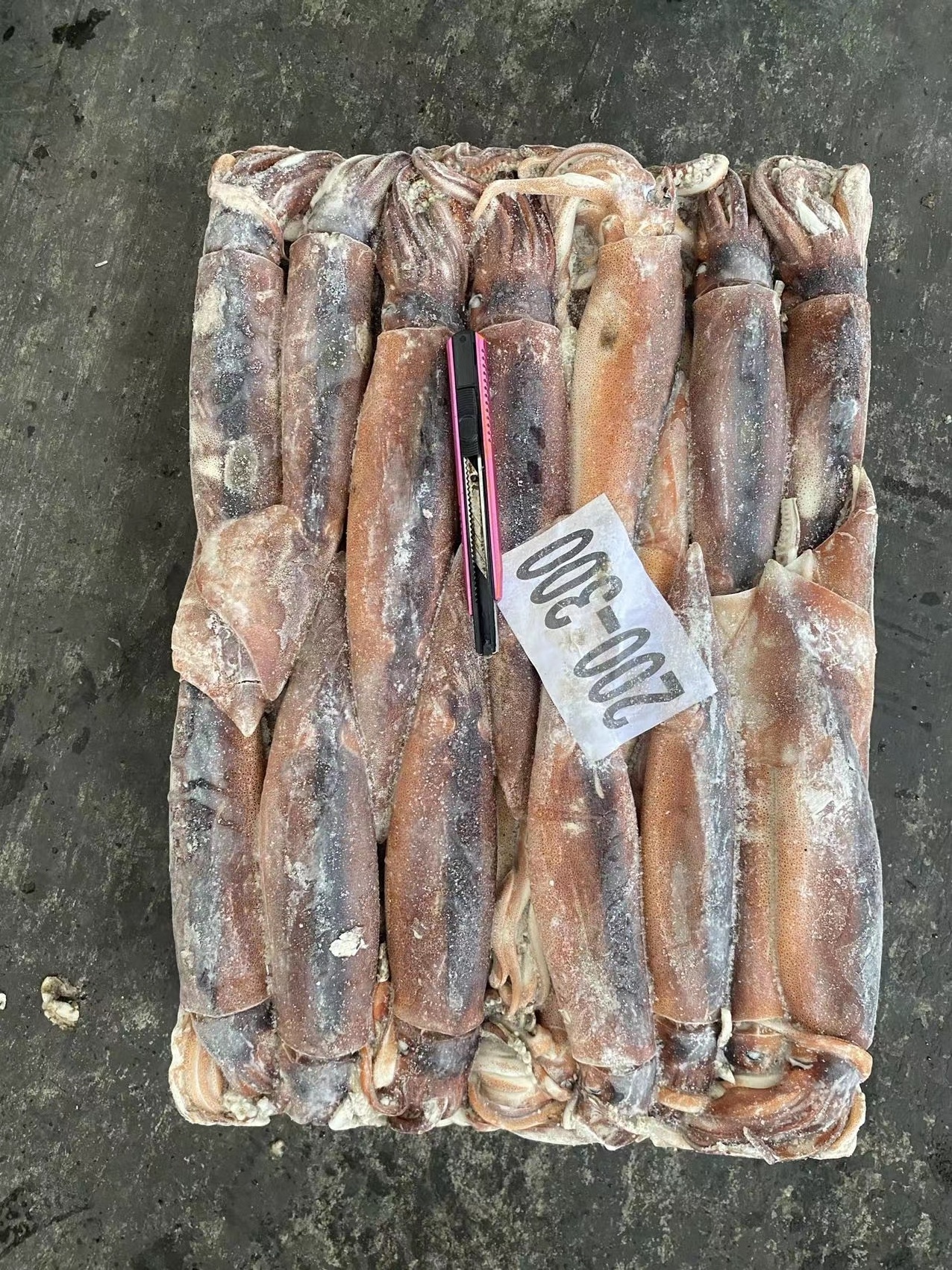 M36 Export cheap  frozen argentina illex squid china frozen squid high quality