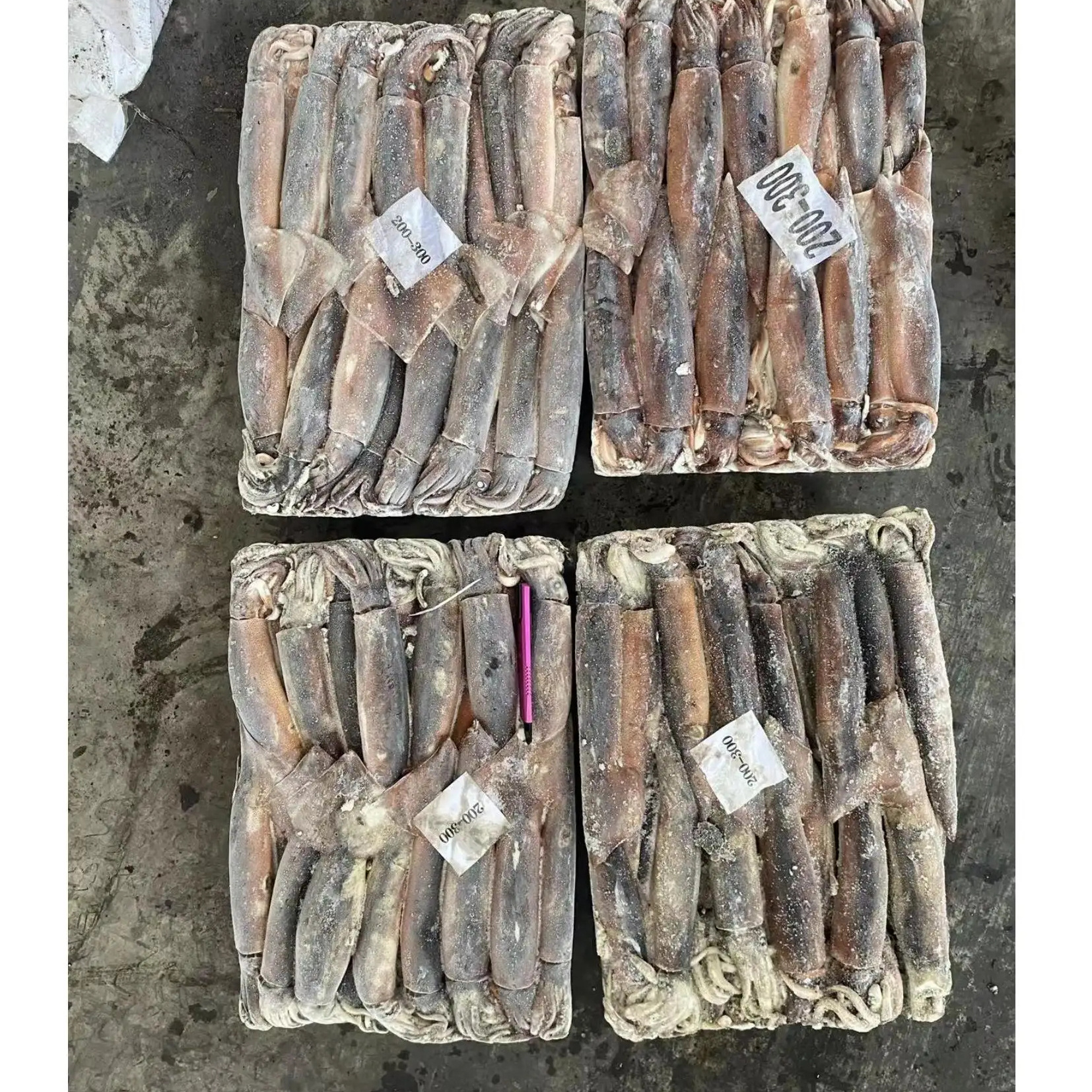 M36 Export cheap  frozen argentina illex squid china frozen squid high quality