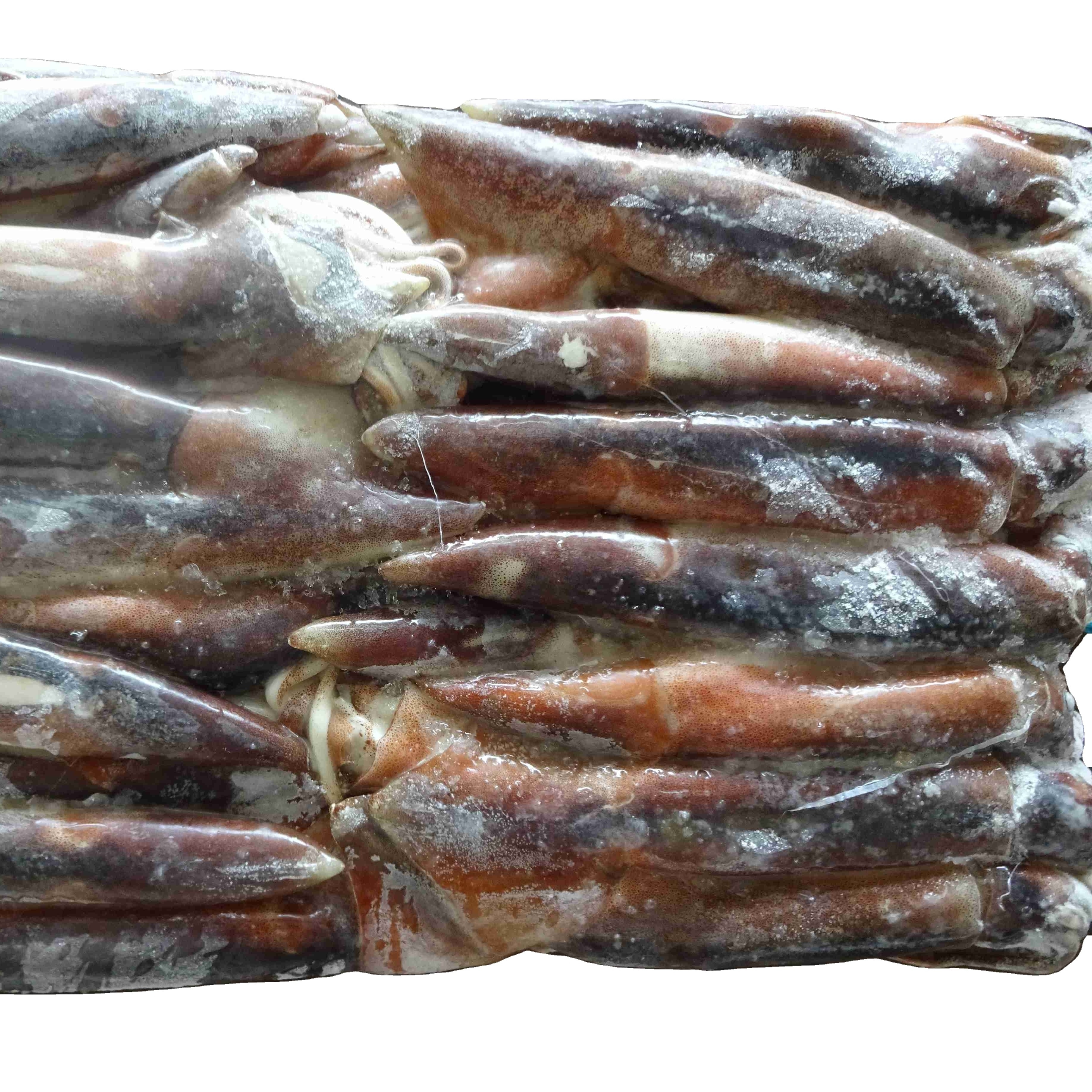 Argentina squid / frozen squid / frozen Illex Squid