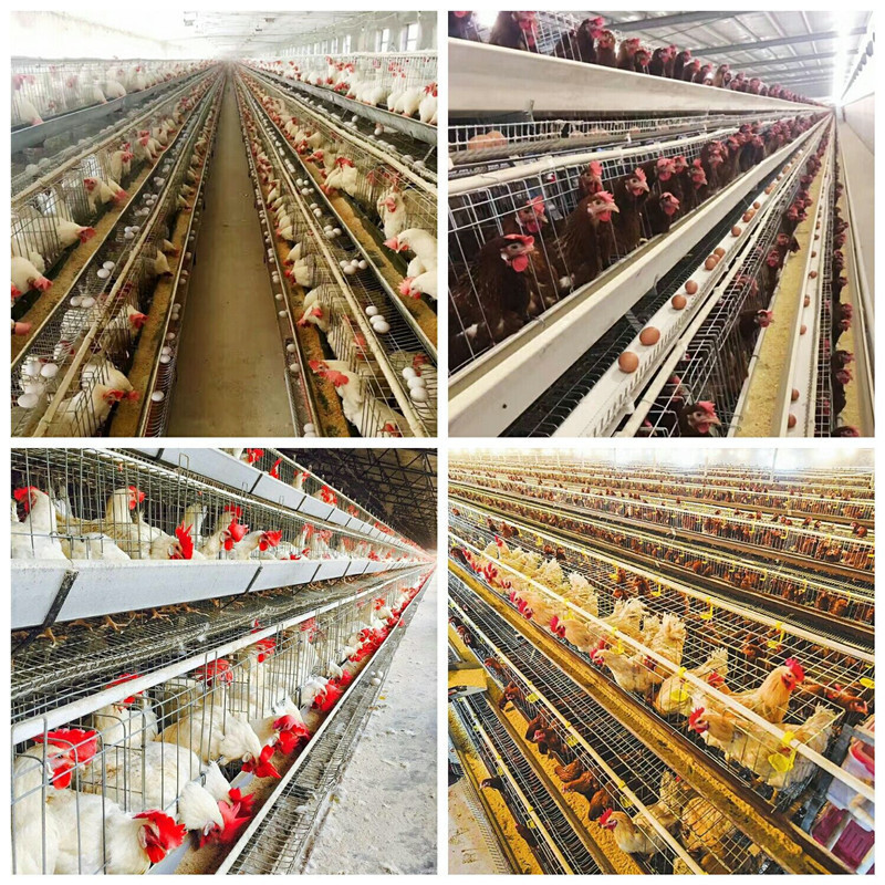 Poultry Farm Equipment Layer Chicken Cage 4 Tiers Manual Broiler Chicken Cage