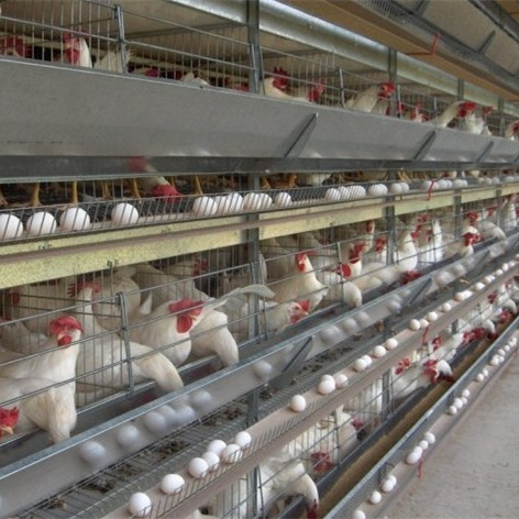 Poultry Farm Equipment Layer Chicken Cage 4 Tiers Manual Broiler Chicken Cage