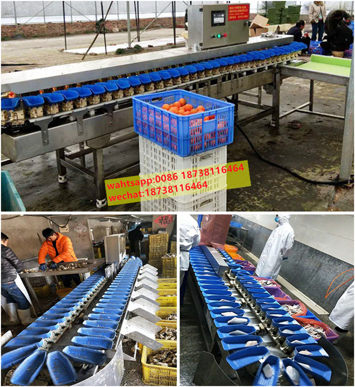 Rotary lobster weight classifier Sea cucumber abalone sorting scale Crab weighing grading machine for sale