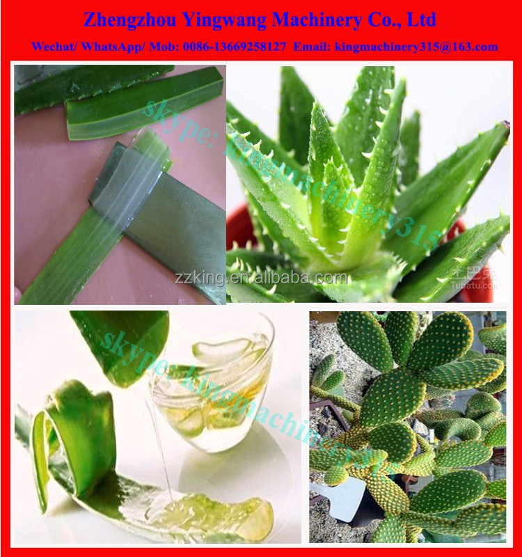 Factory Supply aloe vera processing machinery