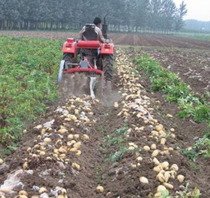 Potato harvester for sale sweet potato Garlic digger for sale