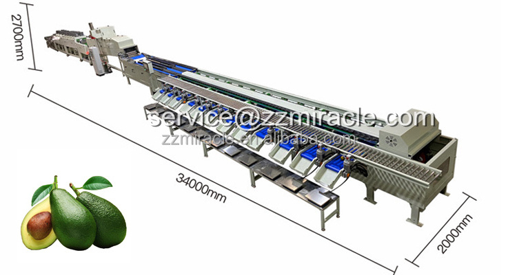 Avocado cleaning and grading machine avocado waxing grading machine for sale