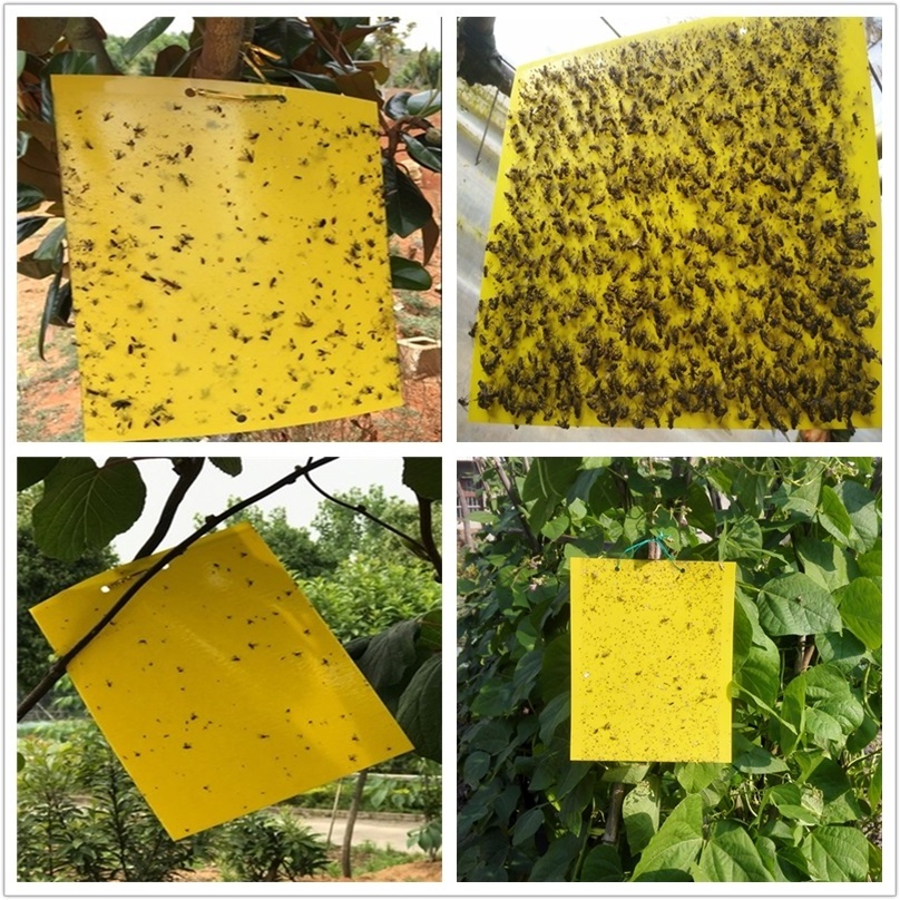 SP-UV light yellow sticky insect traps glue boards