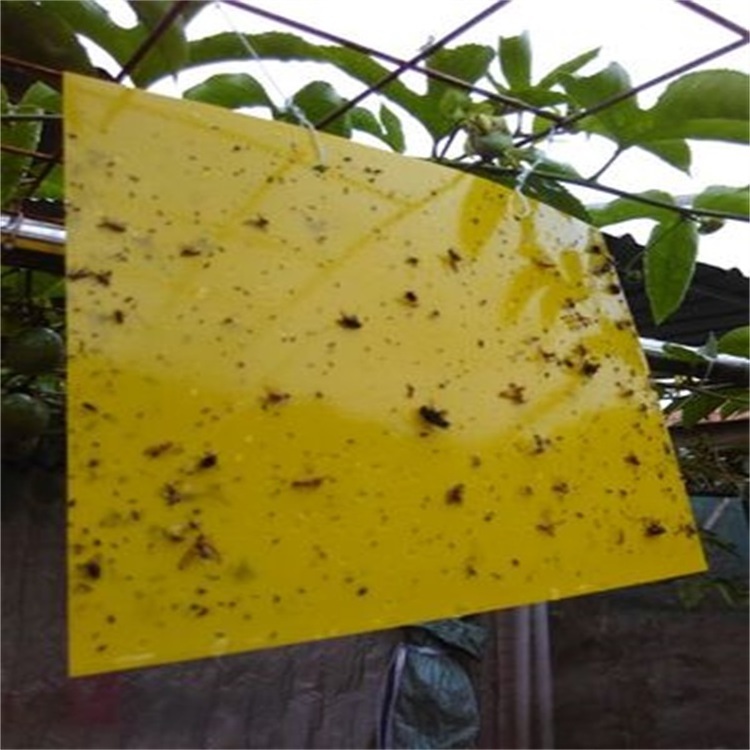 SP-UV light yellow sticky insect traps glue boards