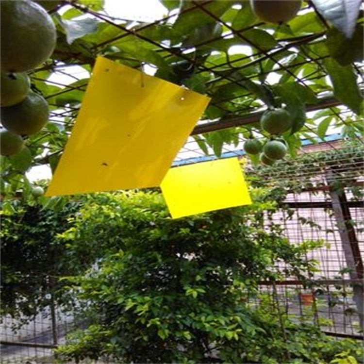 SP-UV light yellow sticky insect traps glue boards