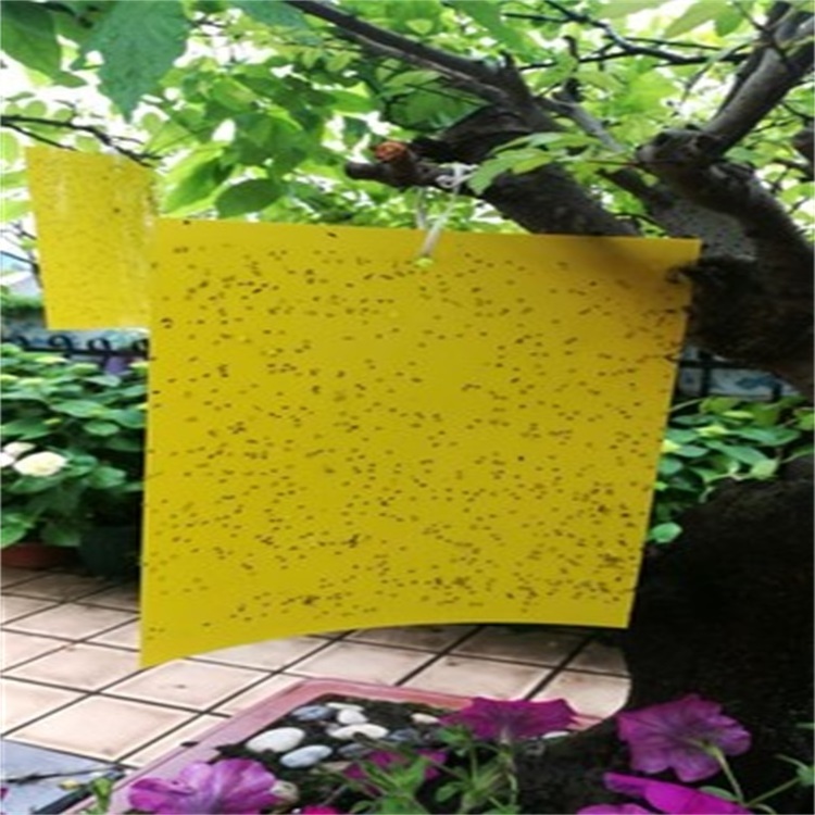 SP-UV light yellow sticky insect traps glue boards