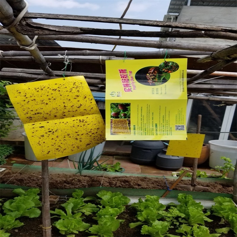 Flying Plant Insect Pheromone Glue Trap Yellow Sticky Fruit Fly Sticky Board 21.5*38.5cm