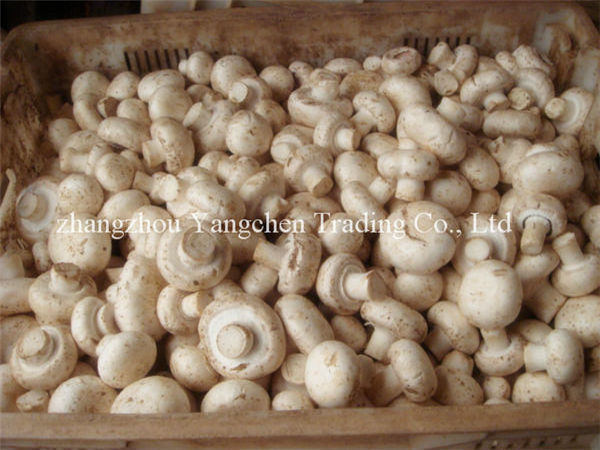 Health food of best canned mushrooms to cook canned mushrooms