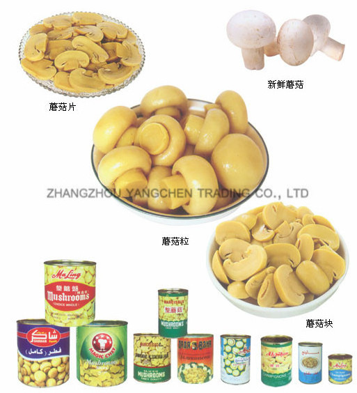 Cannd food of fresh mushroom canned whole button mushroom