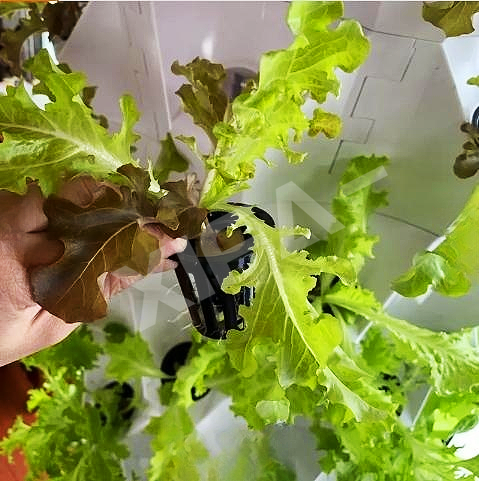 Factory customization Indoor hydroponic system/Commercial Hydroponic Systems