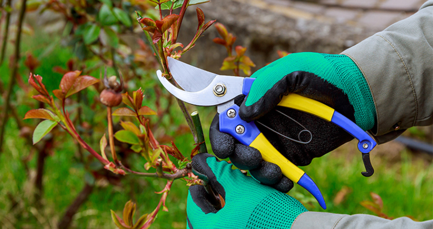 Pruning Shears