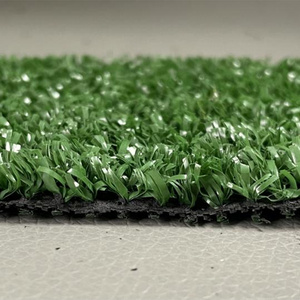 Turf Grass